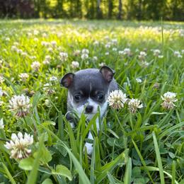 Olivia (blue and white) - Blue and white female Chihuahua puppy in Laurel, Mississippi from Home of Tiny Chihuahuas