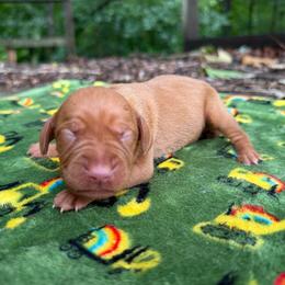 Ruger - Golden rust male Vizsla puppy in Comer, Georgia from Stratton Spaniels