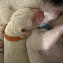 Jimmy - White and black male Dalmatian puppy in Hastings, Florida from Love My Spotty Dalmatians