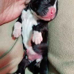Boxer Puppies from Winchester Boxers