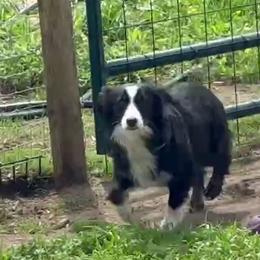 Jolene - Black tri female Miniature Australian Shepherd puppy in Oronogo, Missouri from Dutton's Show Me Farms