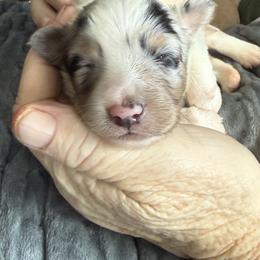 Shetland Sheepdog Puppies from Georgina's Shetland Sheepdog