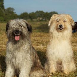 Pyrenean Shepherds from Smooth Sailing Kennels