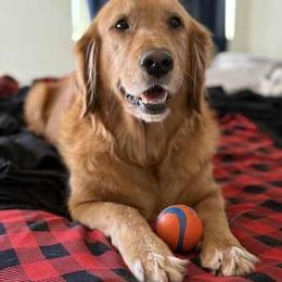 Millie - Golden Retriever