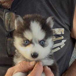 Toby - Black and white male Pomsky puppy in Spring Hill, Florida from PDQ Pomskies