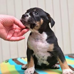 Black Tri Ticked - Black tri-color female American Bully puppy in Lexington, Kentucky from Deuce's Den