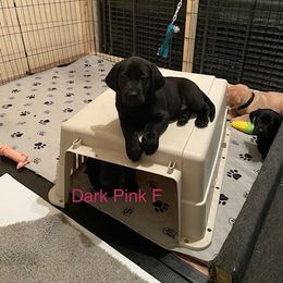 Labrador Retriever Puppies from C R Purdy Labs