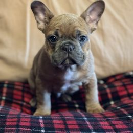 Boston Terrier and French Bulldog Puppies from High Plains