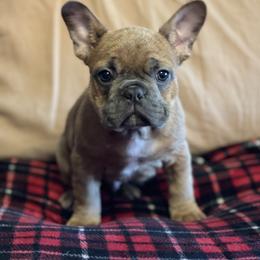 Boston Terrier and French Bulldog Puppies from High Plains