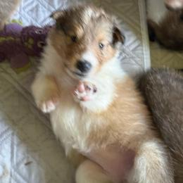 Igraine Maiden - Sable and white female Collie puppy in Malvern, Arkansas from Lost Acres Collies