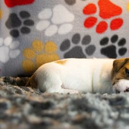 Russell Terrier Puppies from Diamond D Jacks