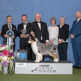 Australian Shepherds from Skyecove Australian Shepherds
