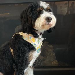 Mini - Bernedoodle