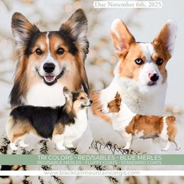 American Corgi puppies from Blacktail Mountain Corgis