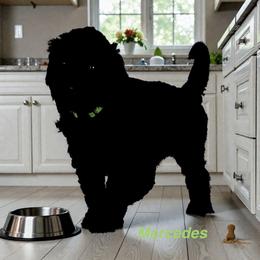 Mercedes - Apricot female Goldendoodle puppy in Sanderson, Florida from Serenity Goldendoodles