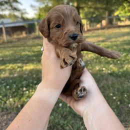 Chosen - Green collar boy - Red  male Goldendoodle puppy in Ruthorfordton, North Carolina from Duncan Doodles Goldendoodles