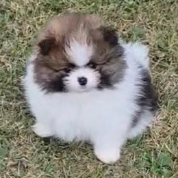 Billy - Tri-colored male Pomeranian puppy in Jefferson City, Missouri from MJ’s Pomeranians