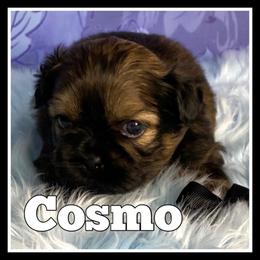 Shih Tzu Puppies from North State Shih tzus