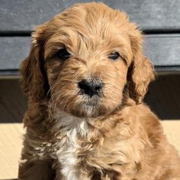 Prancer (Orange) - Cream male Goldendoodle puppy in Peoria,  Az, Arizona from Not Just "Golden" Doodles