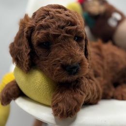 Will - Apricot male Goldendoodle puppy in Creston, Ohio from Mini Doodles Dandy