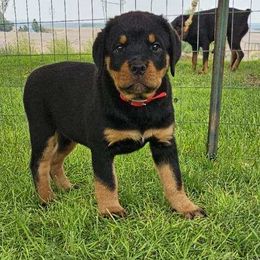 Rottweiler Puppies from Mack Daddy Rottweilers