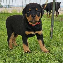 Rottweiler Puppies from Mack Daddy Rottweilers