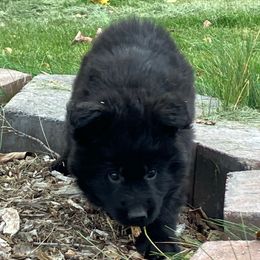 Leo - Black male German Shepherd puppy in Walla Walla, Washington from Silver Knight Shepherds