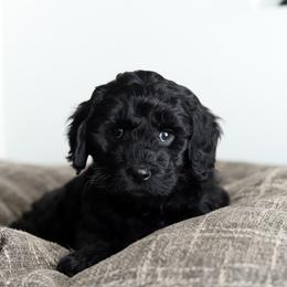 Red - Black female Australian Labradoodle puppy in Williamstown, New York from Lewis Manor Labradoodles