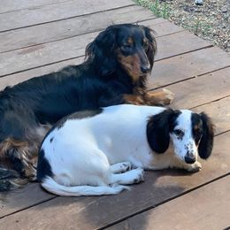 Dachshunds from Linda's Dachshunds