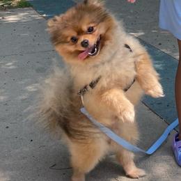 JUPITER - Orange sable male Pomeranian puppy in Los Angeles, California from Lucky Poms of LA