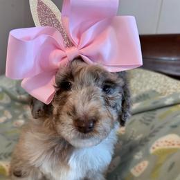 Biscuit - Caramel cream female Labradoodle puppy in Greensboro, Georgia from B’s Doodles