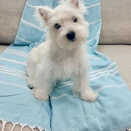 West Highland White Terrier Puppies from SunPeak West Highland White Terriers