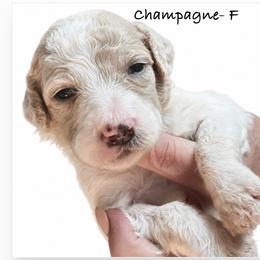 Champagne - Cream female Poodle puppy in Greenwich, New York from MizzElle’s Standard Poodles