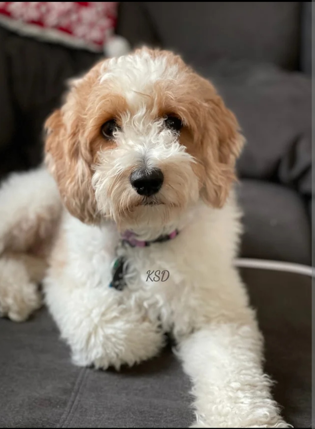 Mae - Goldendoodle