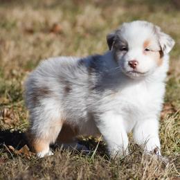 Oaken - Red merle male Australian Shepherd puppy in Easton, Missouri from MMA Kennel
