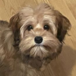 Companion Crosses and Morkies from Little Wigglebottoms