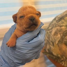 French Bulldog Puppies from Lazy Daisy