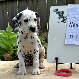 Misty,  Pink collar - White and black female Dalmatian puppy in Decatur, Alabama from Hollytree Dalmatians