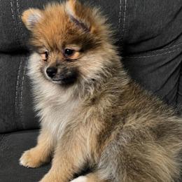 Simba - Orange male Pomeranian puppy in Edinburg, Texas from Divine Valley Poms