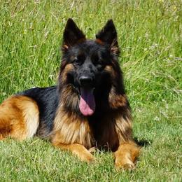 German Shepherds from Krudup German Shepherds