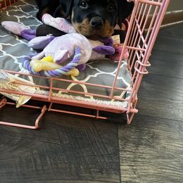 Rottweiler Puppies from BNB Rotts