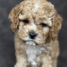 Boy 1 - Red roan male Cockapoo puppy in Waco, Texas from Cedar Ranch