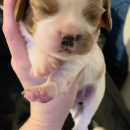 Cavalier King Charles Spaniel Puppies from Colorful Cavaliers