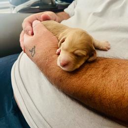 Dodger - Dapple male Dachshund puppy in Fontana, California from DOXI.E.