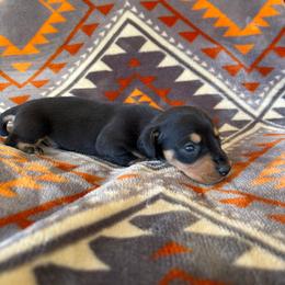 Huckleberry - Black and tan male Dachshund puppy in Opelika, Alabama from Dachshund Darlins