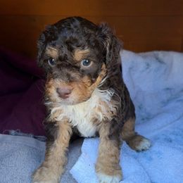 Pickles - Brown and white male Aussiedoodle puppy in Campbell, California from Mini AussieDoodle Puppies