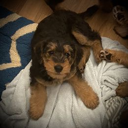 Airedale Terrier Puppies from Mar Vista
