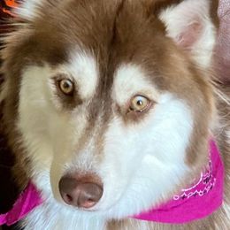 Freyja - Siberian Husky