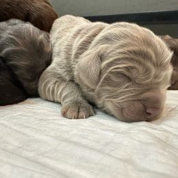 Boy 3 - Beige Newfoundland puppy in Tully, New York from Bear Paw Newfoundlands