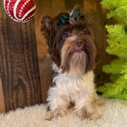 Neo - Yorkshire Terrier